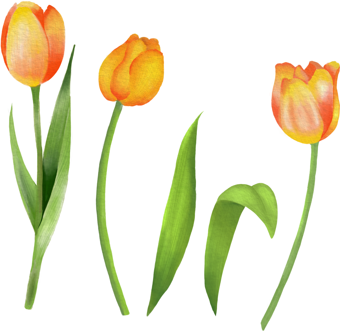 Blooming Yellow Tulips